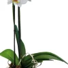 Elho bloempot Brussels orchidee wit D 12,5 H 15,5 cm