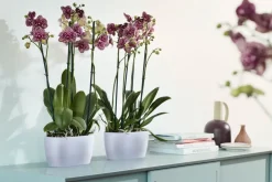 Elho bloempot Brussels orchidee transparant 24,8 x 13,4 x 12 cm