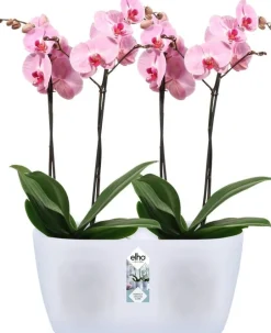 Elho bloempot Brussels orchidee transparant 24,8 x 13,4 x 12 cm