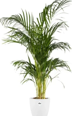 Elho bloempot Brussels wit D 24,3 H 23,2 cm