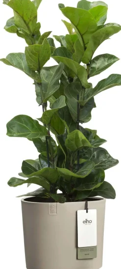 Elho bloempot Eden taupe 25 x 25 x 23 cm