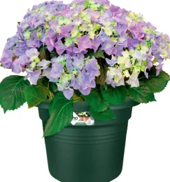 Elho bloempot Green Basics groen D 34,3 H 26,8 cm