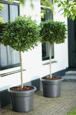 Elho bloempot Green Basics zwart D 64 H 48,5 cm