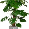 Elho bloempot Greensense Aqua Care grijs D 29,5 H 29,1 cm