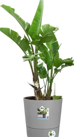 Elho bloempot Greensense Aqua Care grijs D 34,5 H 34,1 cm