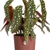 Elho bloempot Jazz rood D 16,5 H 15,3 cm