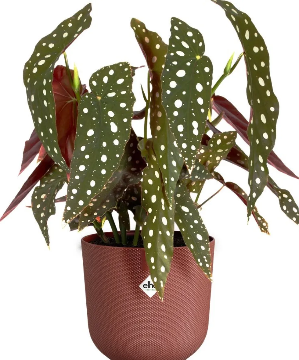 Elho bloempot Jazz rood D 16,5 H 15,3 cm