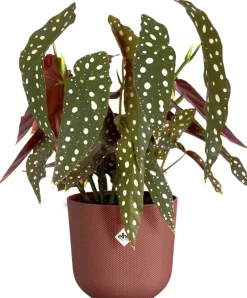 Elho bloempot Jazz rood D 14,2 H 13,1 cm