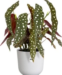 Elho bloempot Jazz wit D 14,2 H 13,1 cm