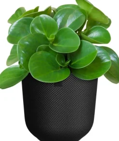 Elho bloempot Jazz zwart D 23,1 H 21,5 cm