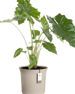 Elho bloempot June Tulip beige D 39 H 36 cm