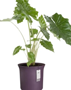 Elho bloempot June Tulip paars D 39 H 36 cm