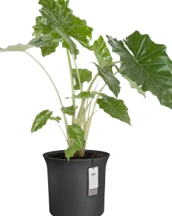 Elho bloempot June Tulip zwart D 39 H 36 cm