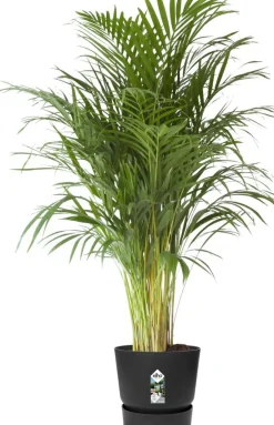 Elho bloempot met waterreservoir Greenville zwart D 47 H 44 cm