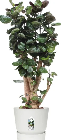 Elho bloempot met waterreservoir Greenville wit D 39 H 36,8 cm