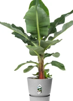 Elho bloempot met waterreservoir Greenville grijs D 29,5 H 27,8 cm