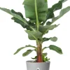 Elho bloempot met waterreservoir Greenville grijs D 39 H 36,8 cm