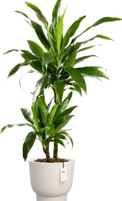 Elho bloempot op voet Amber Grail wit D 38 H 36 cm
