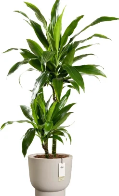 Elho bloempot op voet Amber Grail beige D 38 H 36 cm
