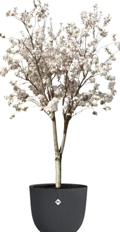 Elho bloempot Sereh antraciet D 59 H 50,6 cm