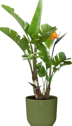 Elho bloempot Vibes groen D 22,02 H 20,1 cm