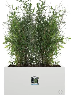 Elho plantenbak Vivo Next wit 59 x 29,5 x 29,2 cm