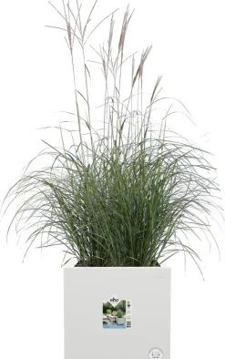 Elho plantenbak Vivo Next wit 29,5 x 29,5 x 29,5 cm