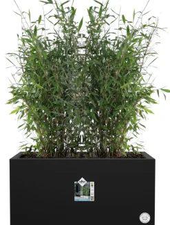 Elho plantenbak Vivo Next zwart 59 x 29,5 x 29,2 cm