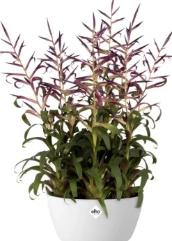 Elho plantenschaal Brussels wit D 22,9 H 10,8 cm