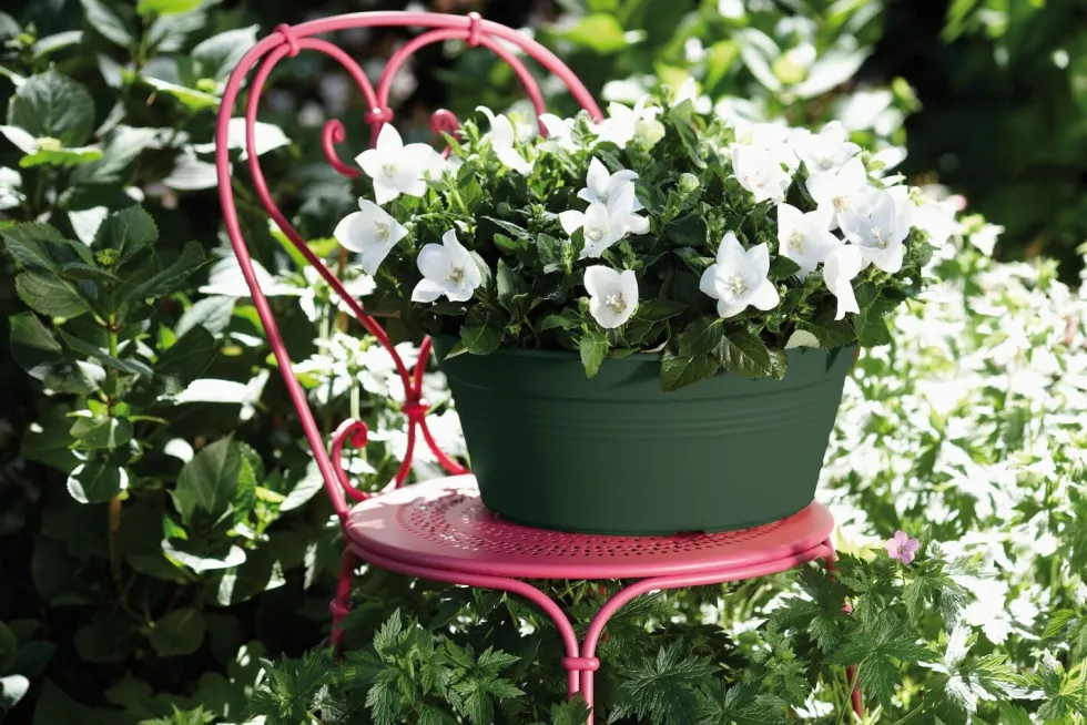 Elho plantenschaal Green Basics groen D 33 H 13,9 cm