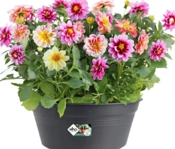 Elho plantenschaal Green Basics zwart D 27 H 11,4 cm