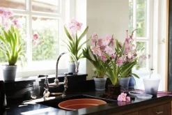 Elho schotel Green Basics orchidee D 13,5 H 2 transparant