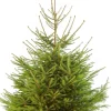 Fijnspar kerstboom gezaagd 150 - 200 cm