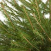 Fijnspar kerstboom gezaagd 125 - 150 cm