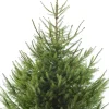 Fijnspar kerstboom in pot 150 - 175 cm