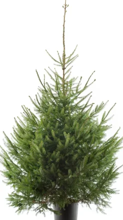 Fijnspar kerstboom in pot 150 - 175 cm