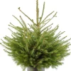 Fijnspar kerstboom in pot 60 - 80 cm