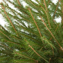 Fijnspar kerstboom in pot 100 - 125 cm