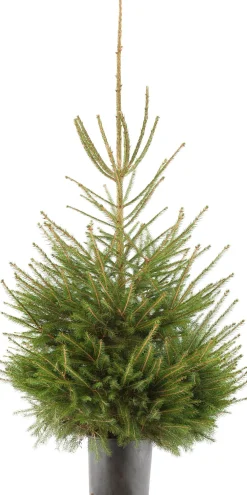 Fijnspar kerstboom in pot 100 - 125 cm