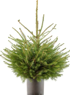 Fijnspar kerstboom met kluit 60 - 80 cm