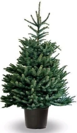 Fraserspar (Abies fraseri) D 26 H 80 cm