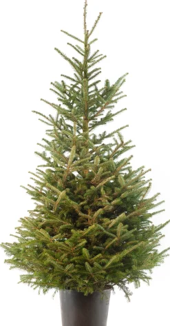 Fraserspar kerstboom in pot 150 - 175 cm