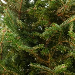 Fraserspar kerstboom in pot 150 - 175 cm