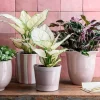 Intratuin bloempot Brany roze D 19 H 18 cm