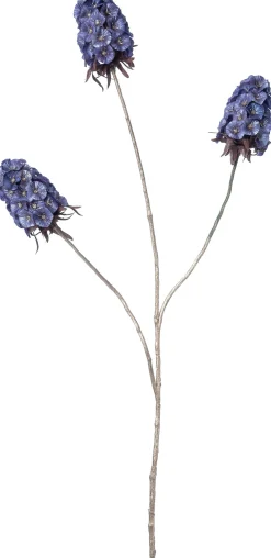 Intratuin kerstbloem Anjer blauw H 77 cm