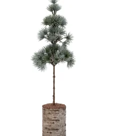 Intratuin mini kunstkerstboom Lohko op houten voet D 14 H 45 cm