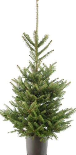 Japanse zilverspar kerstboom in pot 80 - 100 cm