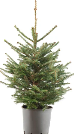 Japanse zilverspar kerstboom in pot 125 - 150 cm