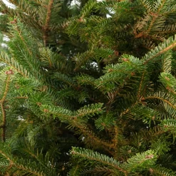 Japanse zilverspar kerstboom in pot 60 - 80 cm