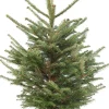 Japanse zilverspar kerstboom in pot 100 - 125 cm